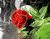 مخمل گل رز قرمز