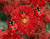 Červené Ladybirds