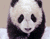 Drăguț copil Panda 01