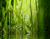 Зелена трава 02