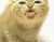 Смешные желтый кот