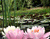 Розовый лотос