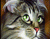 Aranyos macska, zöld szemmel