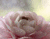 Hydrangea rosado