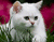 Rumput Dan White Cat