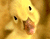 Caneton jaune
