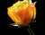 Izzó Sárga rózsa 01