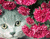 Confused katė ir gėlių