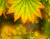 Strălucind frunze galbene