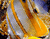 Yellow Sword Fish