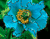 Albastru Hyacinth
