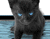 Svart Blue Eyed Cat