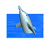 playful dolphin