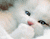 Kitten bardhë 01