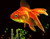 Narančasta Zlatna ribica