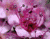 Pink Flowers 02