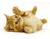 Размажена Жута мачка