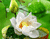 Зеленый и белый цветок