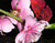 Rozā ziedi un Tauriņi
