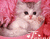 Χαριτωμένο γάτες και ροζ μαξιλάρι