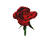 keringő rózsa