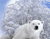 Білі ведмеді і сніг