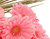 핑크 꽃 03