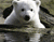 الدب الأبيض الشبل