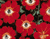 Eyed Røde blomster