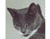 sivá mačka