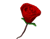 گل رز قرمز و یک قلب