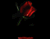 véres rózsa 01
