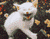 buồn cười mèo 01