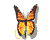 05 mariposa