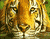 tigre lago