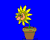 apsik kwiat