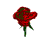 pagrieziena rožu 01