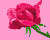 łzy róży