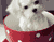dog in cup