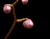 Ouverture Fleur d&#39;Orchidée