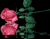 trandafir rosu 01