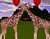 Жирафы Любовь