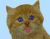 Cute Cat Licking Screen