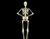 Tanečné Skeleton