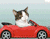 Kitty naik mobil