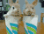 Due coniglio impertinente
