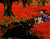 Un bosque de flores rojas
