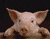 Drăguţ de porc în ferma