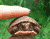 Mapenzi Turtle