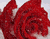 Sarkanas rozes sniegā